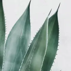 Hojas de aloe vera con espinas, destacando sus increíbles aloe vera propiedades para la piel y la salud.