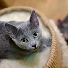 Dos gatos azul ruso, uno con ojos verdes brillantes, descansan en una cama mullida.