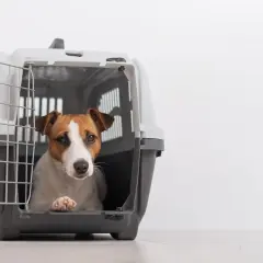 Un adorable Jack Russell attend patiemment dans sa cage transport chien aluminium, prêt pour l'aventure.