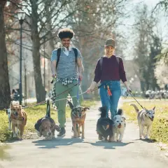 Para, gdzie na spacer z psem okolice Krakowa? Młodzi ludzie prowadzą grupę psów przez park w słoneczny dzień.
