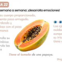 Feto di 22 settimane, delle dimensioni di una papaya, sviluppa il sistema limbico per le emozioni. Gli occhi si stanno formando.