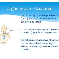Schemat układu oddechowego z zaznaczonymi elementami tworzenia głosu. Różne rodzaje rezonansu wzmacniają dźwięk.