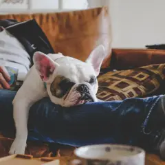 Fransk bulldogg vilar på sin ägares knä. En perfekt powernap tid för båda.