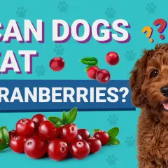 A curious dog looks at a pile of cranberries, with text asking "Can dogs eat cranberries?".
