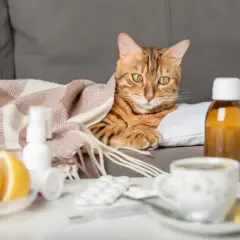 Kuschelige Katze unter Decke, daneben Medikamente und Zitrone. Vielleicht braucht sie schmerzmittel katze?