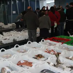 Mercado de pescado con lonja de Finisterre. Cajas blancas llenas de pescado fresco, algunas con etiquetas.