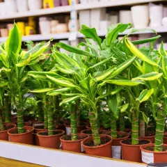 Fila di piante da interno resistenti con foglie verdi e gialle, in vasi marroni su uno scaffale.