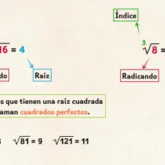 Ejemplos de raíces cuadradas exactas: √16=4, √64=8, √81=9, √121=11. Los números con raíz cuadrada exacta son cuadrados perfectos.