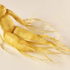 Żółty korzeń żeń-szenia, przypominający ludzką postać, jest podstawą ekstraktu panax ginseng.