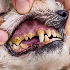 Boca de perro con sarro severo en los dientes. Las encías están inflamadas y los dientes amarillentos y cubiertos de placa.