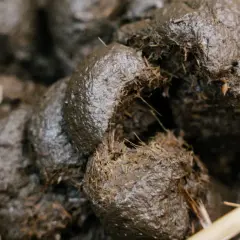 Gros plan sur du crottin de cheval frais, encore humide, mêlé à de la paille. Un cheval qui fait caca, un signe de bonne santé.