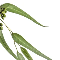 Une branche d'eucalyptus radié avec des feuilles vertes allongées et des bourgeons floraux verts groupés.