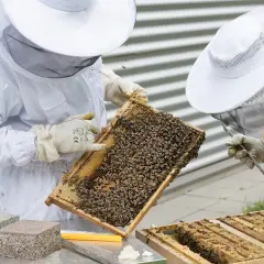 Osoby w strojach pszczelarza badają ramkę z pszczołami.