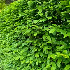 Gęsty, zielony żywopłot z grabu tworzy naturalną barierę, pełną soczystych liści.