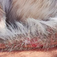 Hautpilz bei einem Hund zeigt sich als gerötete, schuppige Hautstellen mit Haarausfall.