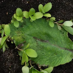 Bryophyllum-Blatt mit neuen Ablegern auf dunkler Erde. Die Pflanze wird für ihre Wirkung auf die Psyche geschätzt.