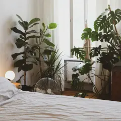 Un dormitorio acogedor con varias plantas para dormitorio, incluyendo una Monstera y un Ficus Lyrata, junto a una cama y una ventana.