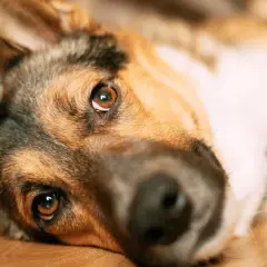 Perro con mirada triste. La pancreatitis en perros es mortal, cuida a tu mascota.