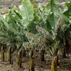 Rząd bananowców z dużymi liśćmi. Widać ciemnofioletowy bananowiec kwiat, z którego wyrosną owoce.