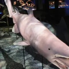 Un espeluznante tiburón duende, con su hocico largo y dientes afilados, se exhibe en un museo.