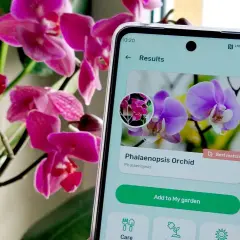 Aplikacja do rozpoznawania roślin identyfikuje fioletową orchideę Phalaenopsis.