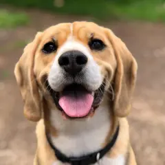 Uśmiechnięty beagle z wystawionym językiem. Szukasz imiona dla psa na F? Może Fafik, Fido, Fuks?
