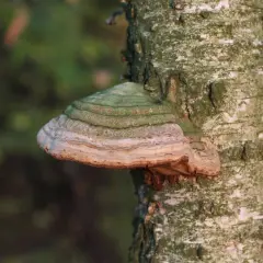 Huba na drzewie, z zielonymi i beżowymi pierścieniami, wyrasta z pnia brzozy.