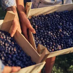 Hände tragen Holzkisten voller Blaubeeren. Die Früchte sind reich an Quercetin, dessen optimale Dosierung für die Gesundheit wichtig ist.