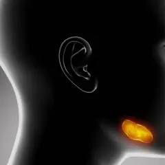 Anatomia głowy z podświetloną ślinianką przyuszną.