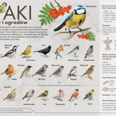 Ilustracja przedstawia różnorodne ptaki, takie jak bogatka, dzięcioł duży, kos, rudzik, modraszka, jemiołuszka, gil i inne, które można spotkać w lasach i ogrodach.