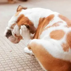 Bulldog con patas en la cara, rascándose. Podría ser un caso de alergias en perros.