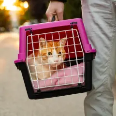 Jak oddać transporter dla kota za darmo? Bezpiecznie i sprawnie!