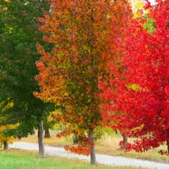 Un chemin serpente à travers des liquidambar arbres aux couleurs flamboyantes d'automne : jaune, vert, orange et rouge vif.