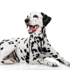 Un adorable dalmatien chien, au pelage tacheté de noir, est allongé sur un fond blanc, la gueule ouverte et le regard vif.
