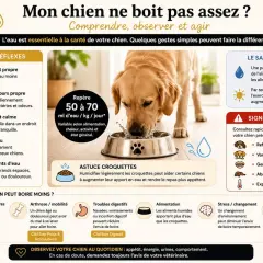 Un chien boit peu ? Conseils pour l'encourager à boire : eau fraîche, gamelle propre, fontaine, astuce croquettes. Signes d'alerte et causes possibles.