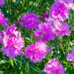 Un parterre de fleurs œillets roses éclatants, parsemées de gouttes de rosée, sous un soleil doux.