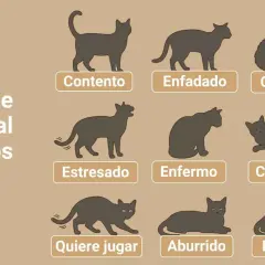 Ilustraciones de gatos en diferentes posturas que explican el lenguaje corporal felino: contento, enfadado, con miedo, estresado, enfermo, confiado, quiere jugar, aburrido y relajado.