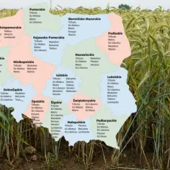 Mapa Polski z zaznaczonymi odmianami pszenżyta, w tym pszenżyto Tributo, na tle złotego pola.