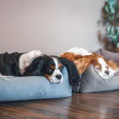 Dwa psy rasy Cavalier King Charles Spaniel odpoczywają na wygodnych legowiskach. Idealne legowisko dla psa to takie, które zapewnia komfort i bezpieczeństwo.
