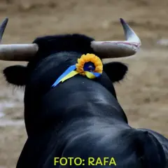Un toro negro con un adorno de flores y cintas amarillas y azules en la cabeza, listo para el cambio de tercio en la plaza.