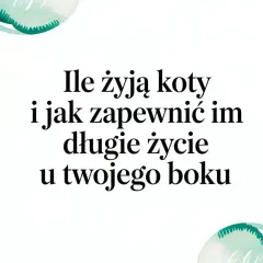 Ile kot ma żyć? Dowiedz się, jak zapewnić mu długie i szczęśliwe życie u Twojego boku.