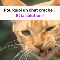 Un chat roux aux yeux verts, visiblement contrarié, semble prêt à cracher. Le texte indique "Pourquoi un chat crache : Et la solution !".