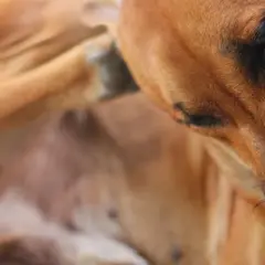 Perro marrón se rasca la oreja, sufriendo por piojos en perros.
