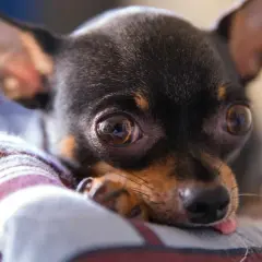 Cómo llora un perro y qué significa su llanto emocional