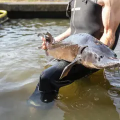 Un homme en combinaison tient un esturgeon sibérien hors de l'eau.