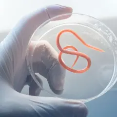 Rękawiczka laboratoryjna trzyma szalkę Petriego z widocznym, pomarańczowym nicieniem. To przykład pasożytów w kale, badanych pod mikroskopem.