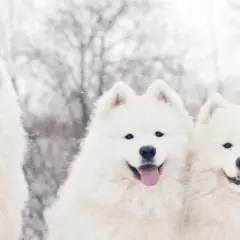 Trzy uśmiechnięte samoyedy w śnieżny dzień. Zastanawiasz się, samoyed ile żyje? Zwykle 12-14 lat.