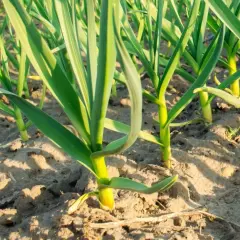Młode pędy cebuli wschodzą z ziemi. Wczesna uprawa cebuli zapowiada obfite plony.