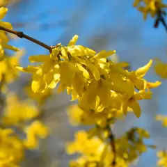 En buske med gula blommor lyser upp en klarblå himmel. Våren är här!
