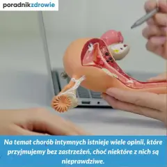 Model anatomiczny narządów rodnych kobiety, omawiający choroby intymne, w tym pęcherzycę.